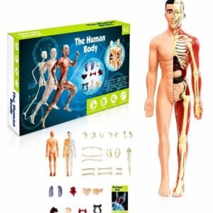 CUERPO HUMANO EN CAJA