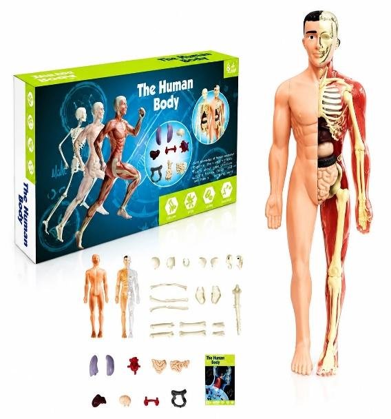 CUERPO HUMANO EN CAJA