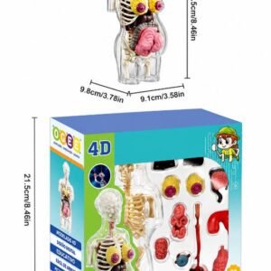 CUERPO HUMANO EMBARAZADA