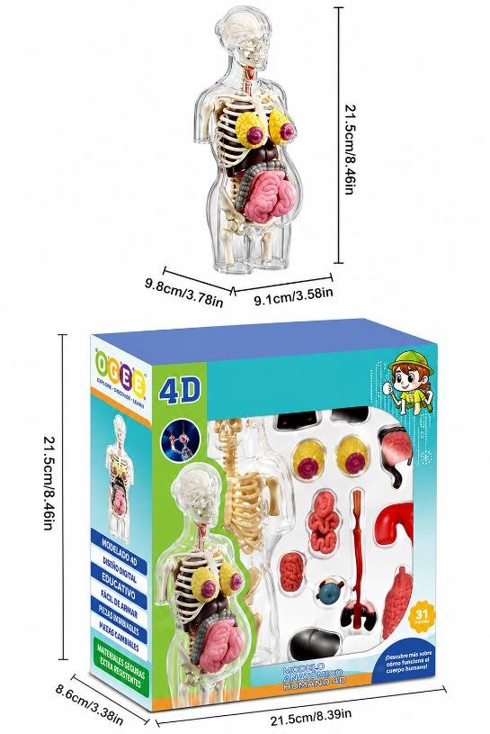CUERPO HUMANO EMBARAZADA